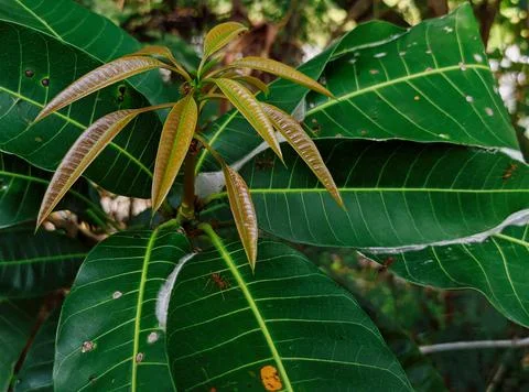 Mango leaves Stock Photos