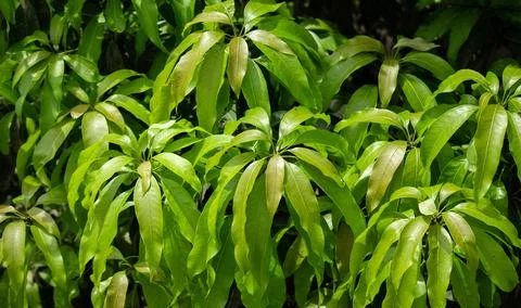 Mango leaves Stock Photos