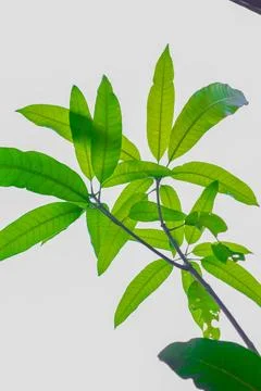 Mango leaves Stock Photos