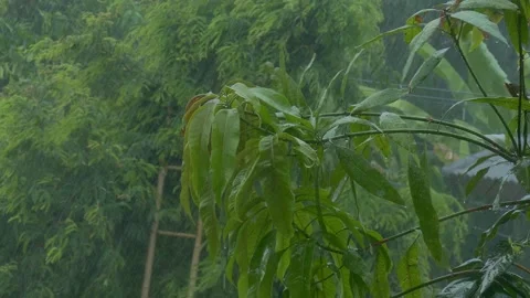 Mango leaves in the rain Stock Footage 132085046