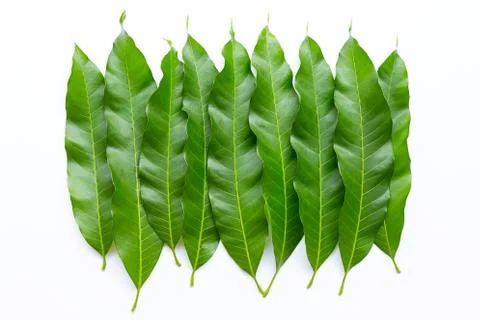 Mango leaves on white background. Stock Photos