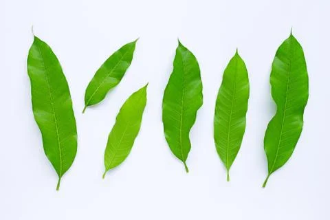 Mango leaves on white background. Stock Photos