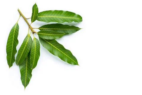 Mango leaves on white background. Stock Photos