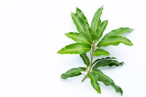 Mango leaves on white background. Stock Photos