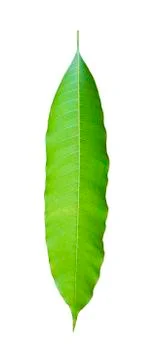Mango leaves on a white background Foto stock