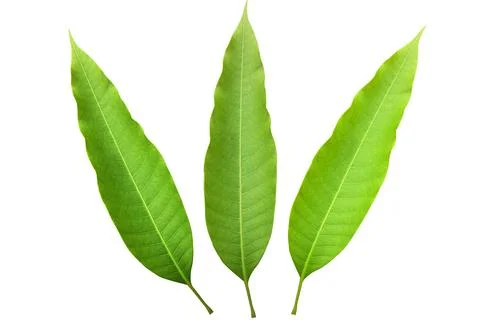 Mango leaves on white background Stockfoto's