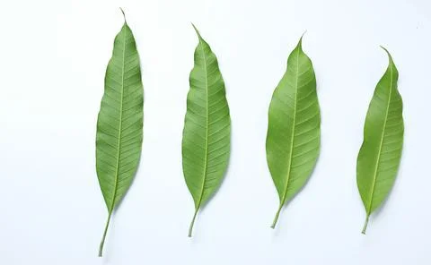Mango leaves,leaf isolate on white background. Stock Photos