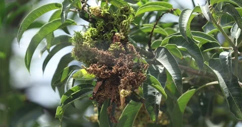 Mango Malformation Disease Stock Footage 312020248