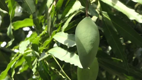 The mango is on the mango tree and the wind is blowing. Stock Footage 148662136