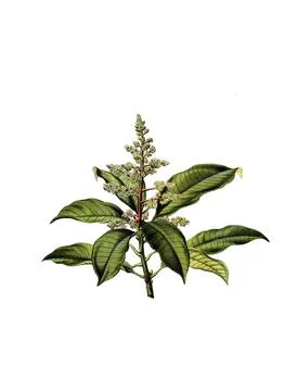 Mango, mango tree, mangifera indica, school picture, illustration, reproduction Stock Illustration