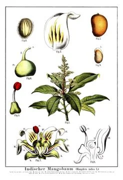 Mango, mango tree, mangifera indica, school picture, illustration, reproduction Stock Illustration