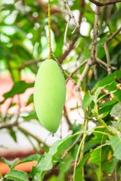 Mango on mango tree Stock Photos