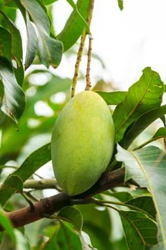 Mango on mango tree Stock Photos