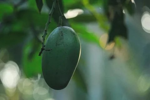 A Mango in the middle of nature. Stock Photos