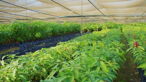 A mango nursery greenhouse, with dense rows of young mango plants Stock Footage 307349209