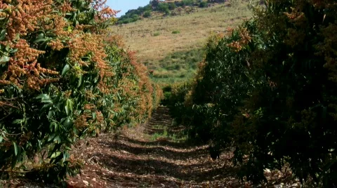 Mango orchard and pollinating bees Stock Footage 372334