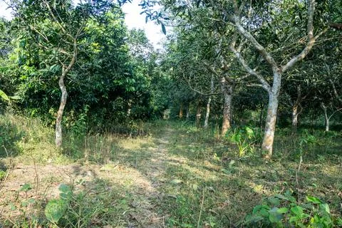 A mango orchard given the typical vegetation in Bangladesh Stock Photos