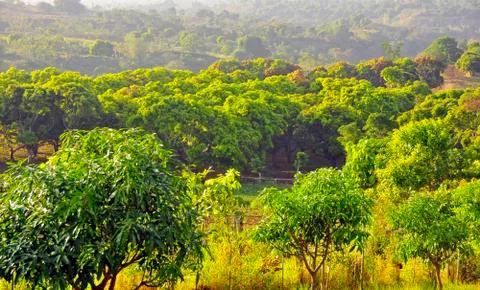 Mango orchard Stock Photos