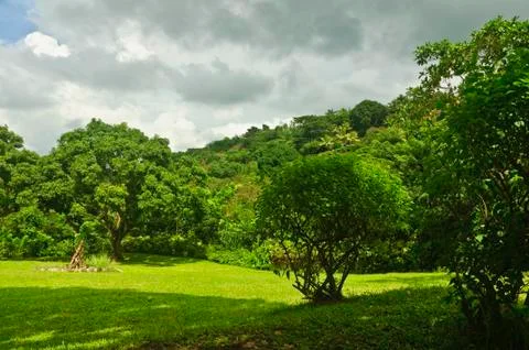 Mango orchard Stock Photos