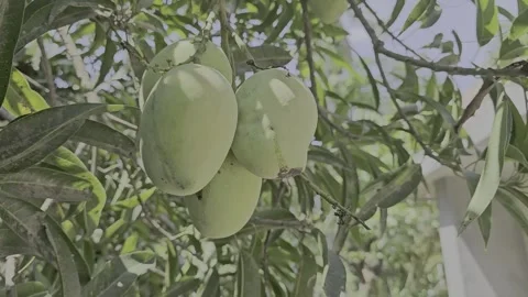 Mango over the tree Stock Footage 308772571