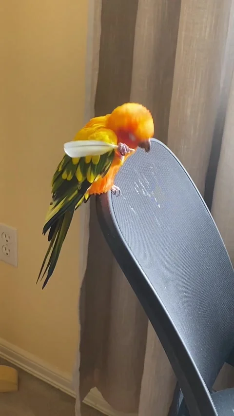 Mango the Parrot Scratches her Head with her Feather, usa - 06 Sep 2023 Stock Footage 250172973