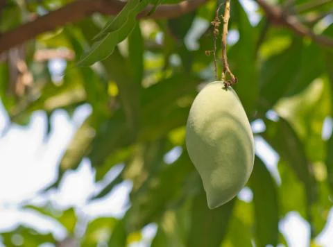 Mango Stock Photos