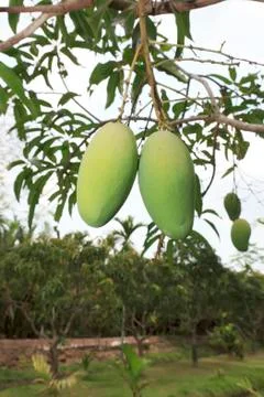 Mango Stock Photos