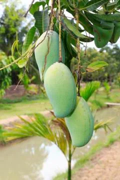 Mango Stock Photos
