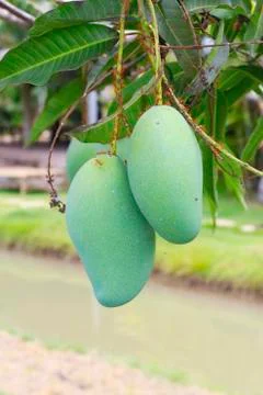 Mango Stock Photos