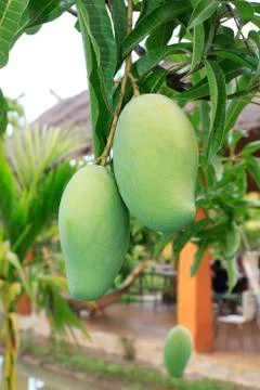 Mango Stock Photos