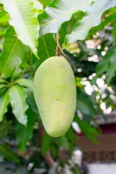 Mango Stock-Fotos