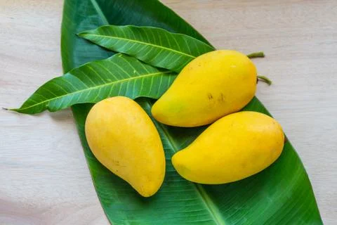 Mango Stock Photos