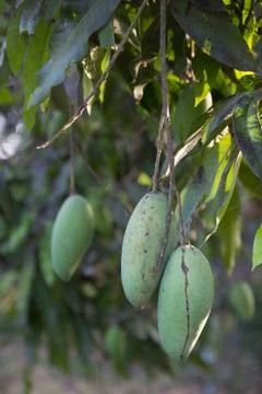 Mango Stock Photos