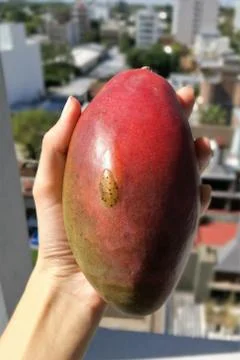 Mango Stock Photos