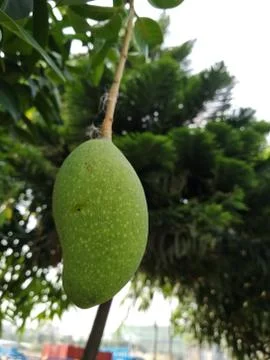 Mango Stock Photos