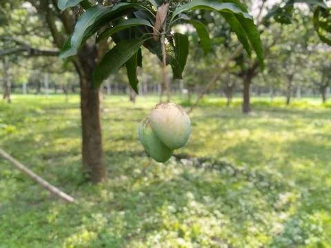 MANGO Stock Photos