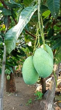 Mango Stock Photos