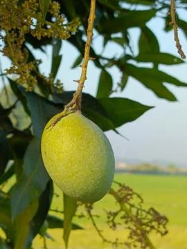 Mango Stock Photos