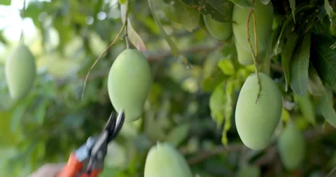 Mango picking.Pick mangoes by cutting the stem of the mango with scissors. Stock Footage 306252247
