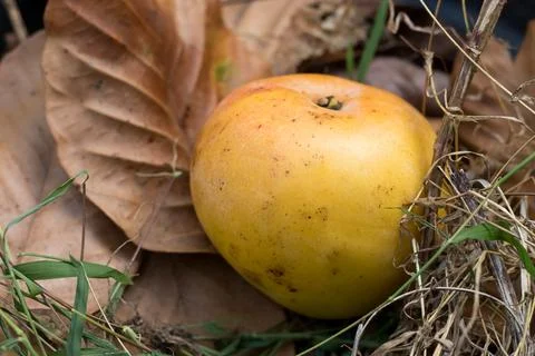 Mango placed inside dry leaves Stock Photos