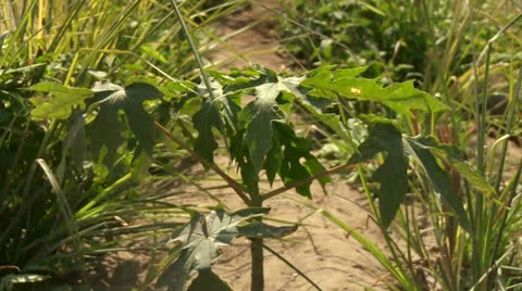 Mango Plant Stock-Footage 24684988