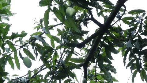 Mango Plant Stock Footage 194211117