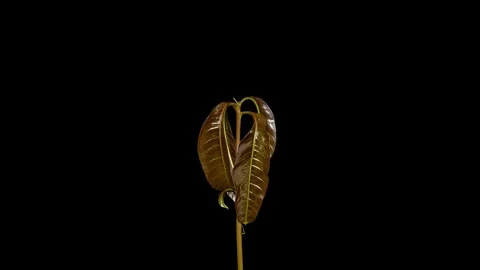 Mango plant growing time lapse Stock Footage 247360072