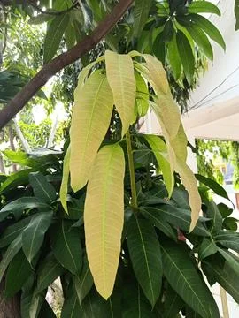Mango Plant Stock Photos