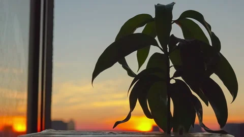 The mango plant by sunset background Stock Footage 143193166
