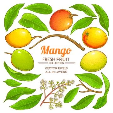 Mango plant vector Stock-Illustration