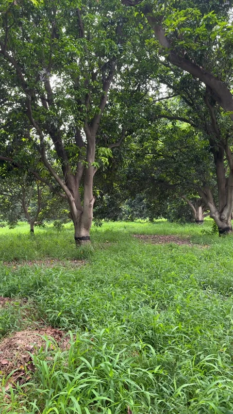 Mango Plantation with Mature Trees 動画素材 337672265