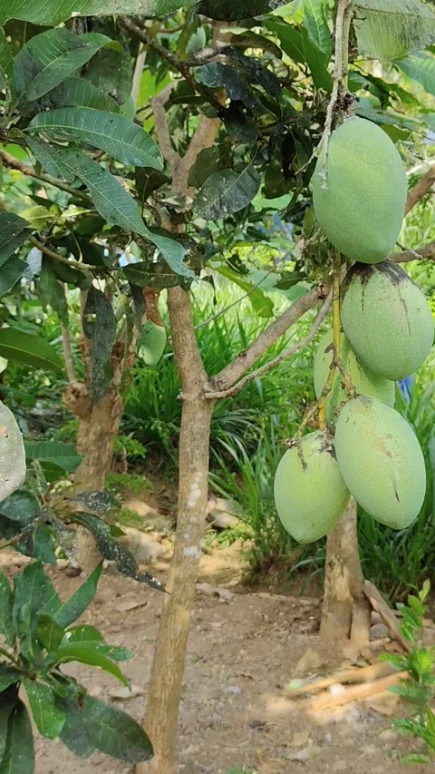 Mango plants Stock Footage 288005491