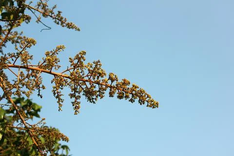 Mango pollen Stock Photos