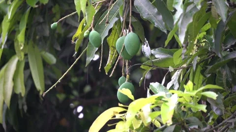 Mango Portrait Natural Video Stock Footage 304789992